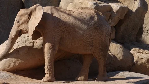 Group of desert elephants on a hot summer day, ultra hd 4k, real time Stock Footage 79994253