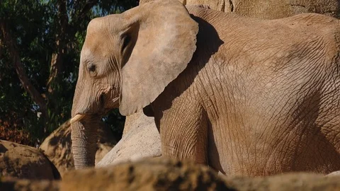 Group of desert elephants on a hot summer day, ultra hd 4k, real time Stock Footage 79994487