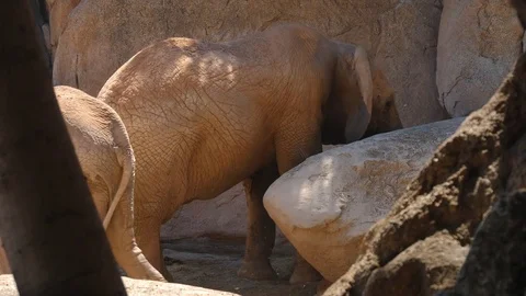 Group of desert elephants on a hot summer day, ultra hd 4k, real time Stock Footage 79994594