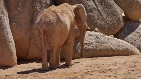 Group of desert elephants on a hot summer day, ultra hd 4k, real time Stock Footage 80009815