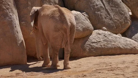 Group of desert elephants on a hot summer day, ultra hd 4k, real time Stock Footage 80009823