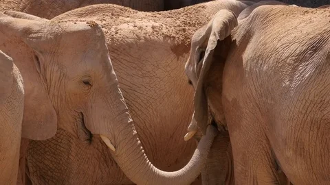 Group of desert elephants on a hot summer day, ultra hd 4k, real time Stock Footage 80010171