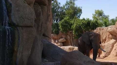 Group of desert elephants on a hot summer day, ultra hd 4k, real time Stock Footage 80010219