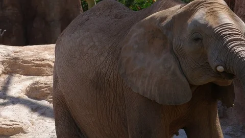 Group of desert elephants on a hot summer day, ultra hd 4k, real time Stock Footage 80010254