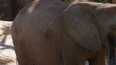 Group of desert elephants on a hot summer day, ultra hd 4k, real time Stock Footage 80010265