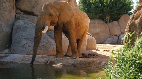 Group of desert elephants on a hot summer day, ultra hd 4k, real time Stock Footage 80010293