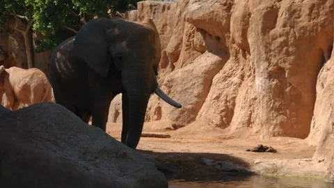 Group of desert elephants on a hot summer day, ultra hd 4k, real time Stock Footage 80010335