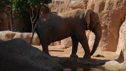 Group of desert elephants on a hot summer day, ultra hd 4k, real time Stock Footage 80010412