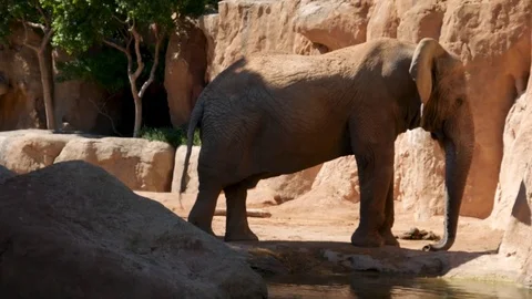 Group of desert elephants on a hot summer day, ultra hd 4k, real time Stock Footage 80010449