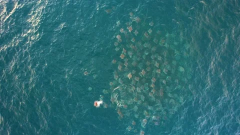 Group of Devil Rays in the sea of Cortez... | Stock Video | Pond5