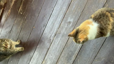 A group of different cats eagerly greets their owner on the porch of a countrysi Stock Footage 314317863