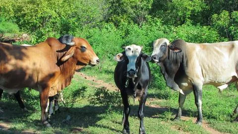 A group of different colored cows standing together in a vibrant green fiel.. Stock Photos