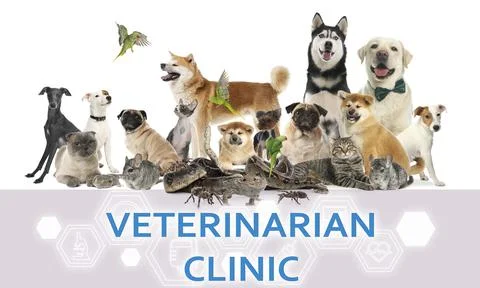 Group of different cute pets and text VETERINARIAN CLINIC on white background Stock Photos