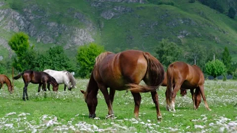 A group of different horses are grazing in the mountains in a summer Stock Footage 249786903