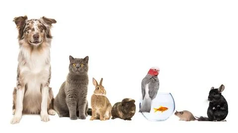 Group of different kind of pets, like cat, dog, rabbit, mouse, chinchilla,... Stock Photos
