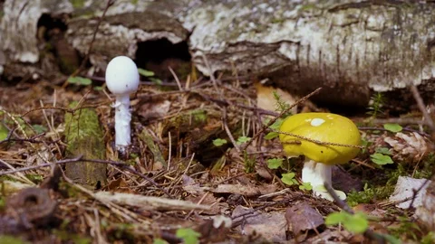 Group of different mushrooms in the forest Video stock 94434381