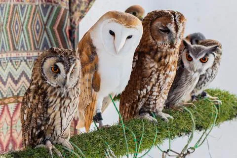 Group of different owl races Stock Photos
