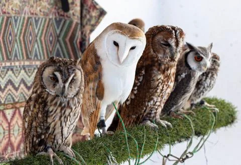 Group of different owl races Stock Photos
