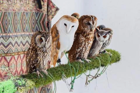 Group of different owl races Stock Photos