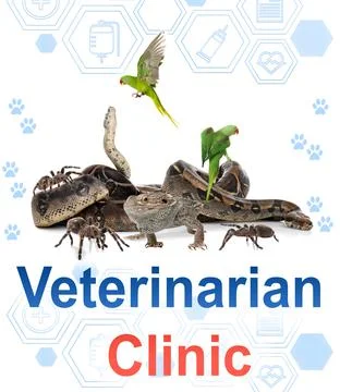 Group of different pets and text Veterinarian Clinic on white background Stock Photos
