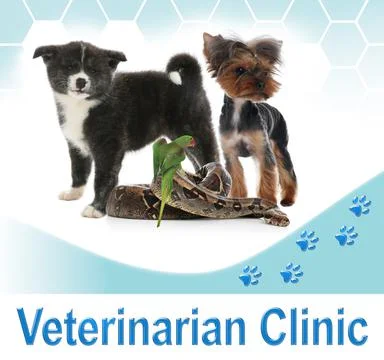 Group of different pets and text Veterinarian Clinic on white background 스톡 사진
