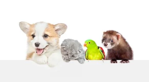 Group of different pets look over empty white banner. isolated on white backg Stock Photos