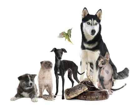 Group of different pets on white background Photos