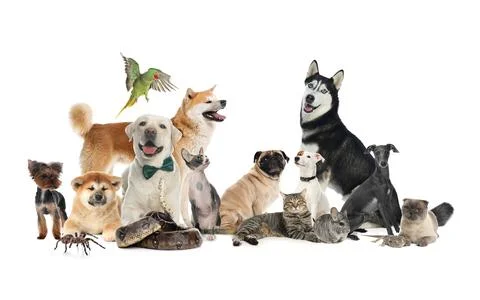 Group of different pets on white background Stock Photos