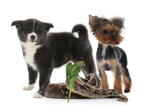 Group of different pets on white background 스톡 사진