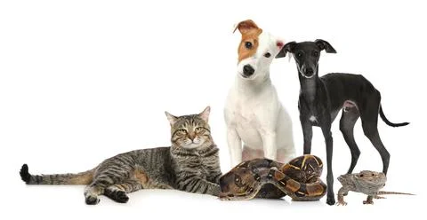 Group of different pets on white background. Banner design Photos