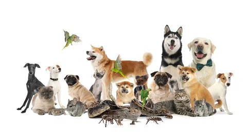 Group of different pets on white background Stock Photos