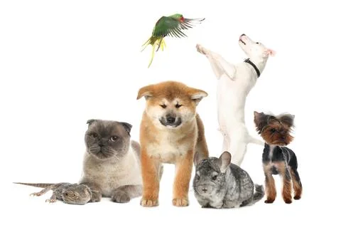 Group of different pets on white background 스톡 사진