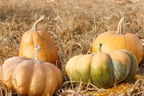 Group of different pumpkins laying on straw Stock Photos