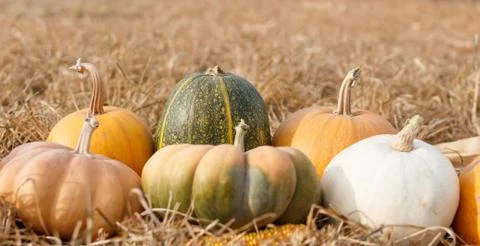 Group of different pumpkins laying on straw Stock Photos