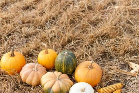 Group of different pumpkins laying on straw Stock Photos