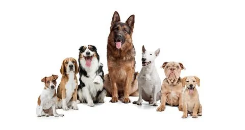 Group of different purebred dogs sitting isolated over white studio background Stock Photos