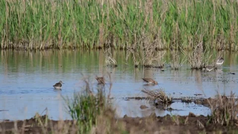 A group of different species of waders. Sandpipers feed on the lake Vídeo Stock 240040776