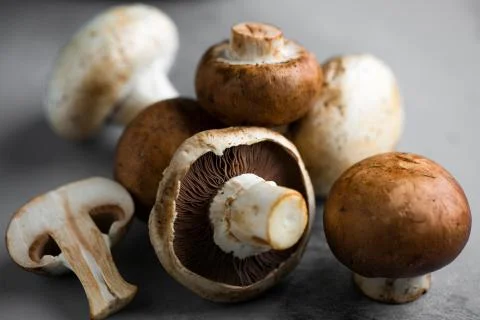 Group of different type of mushrooms close up studio shot Stock Photos