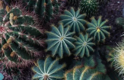 Group of different types of cactus in the botanical garden Foto stock