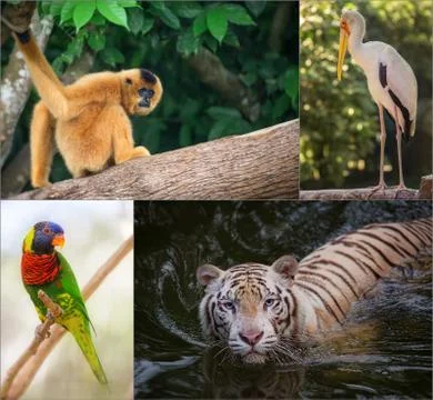 Group of different wild animal 스톡 사진