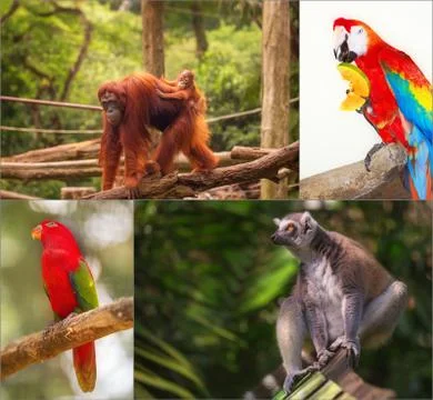Group of different wild animal 写真素材