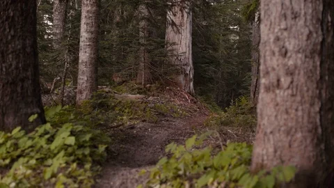 A group of dirt bikers riding at dusk in a Northwest Forest Stock Footage 93003169