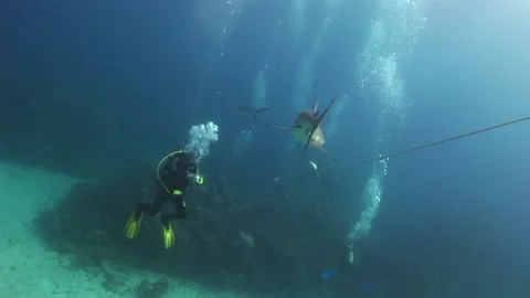 Group of divers are watching and filming sharks underwater. Video stock 235599862