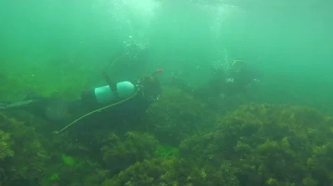 Group of Divers diving and swimming with school in tropical reef Stock Footage 60209296