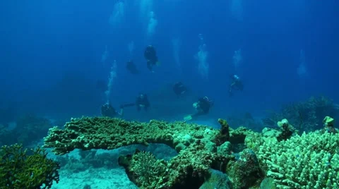 Group of divers Stock Footage 33531259