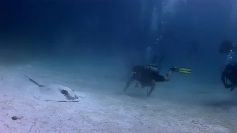 Group of divers scared stingray on underwater bottom. Stock Footage 234989188