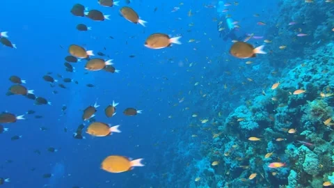 Group of divers swimming among clouds of small colorful fish on a coral reef Stock Footage 301694544