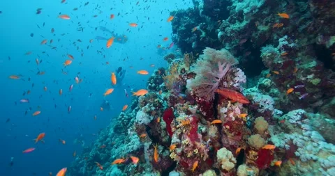Group of divers swimming among clouds of small colorful fish on a coral reef Stock Footage 305978206