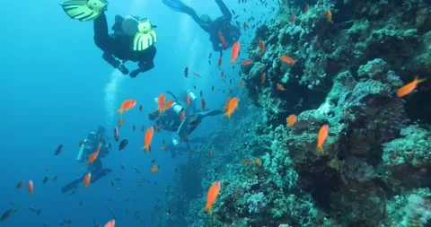 Group of divers swimming among many small red fish on a coral reef Stock Footage 301855349