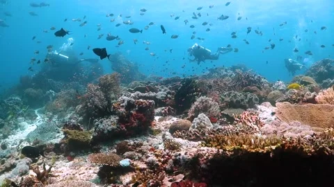 Group of divers swimming over reef teeming with life Stock Footage 130237978